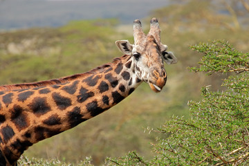 Portrait d& 39 une girafe Masai