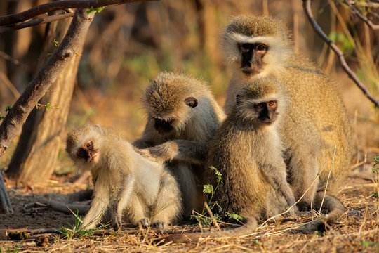 Vervet monkeys (Cercopithecus aethiops) grooming