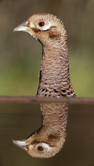 Common pheasant, Phasianus colchicus