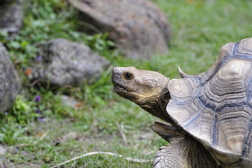 ケヅメリクガメ