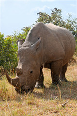 Masai Mara Black Rhinoceros