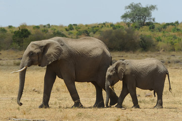 Fototapeta premium Masai Mara Elephants