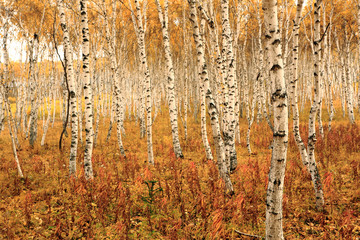 white birch