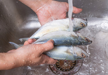 Female hands washing short mackerel fish at the kitchen sink