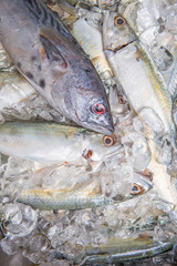 Mackerel Tuna And Short Mackerel