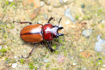 Japanese brown stag beetle in Japan