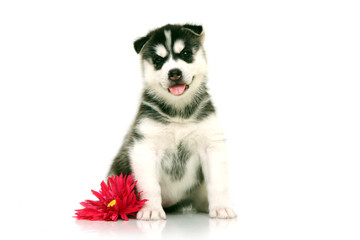 Fototapeta premium Щенок Хаски и цветок