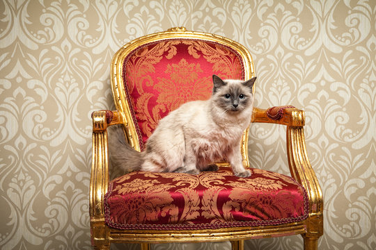 kuschel Katze