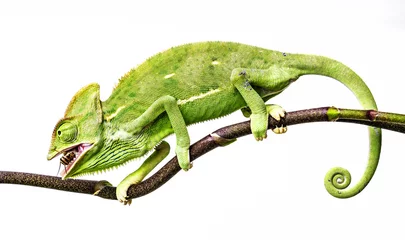 Papier Peint photo Lavable Caméléon green chameleon - Chamaeleo calyptratus hunting cricket
