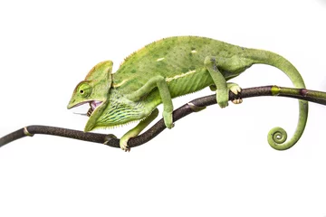 Fotobehang chameleon - Chamaeleo calyptratus © Vera Kuttelvaserova