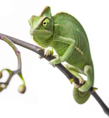 Peel and stick wall murals Chameleon green chameleon - Chamaeleo calyptratus on a branch