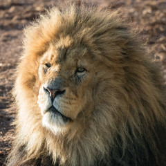 Male lion portrait