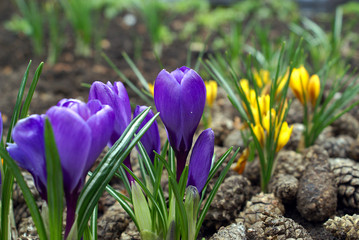 Krokusy - wiosna - kwiaty © ellaa44