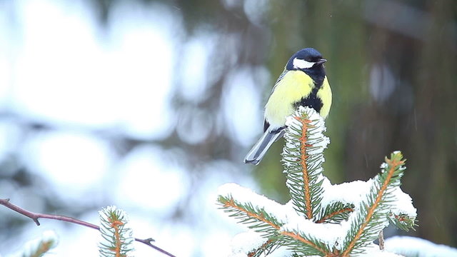 Tits on fir in winter forest