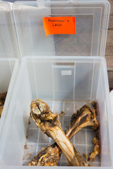 Animal leg bones in plastic container