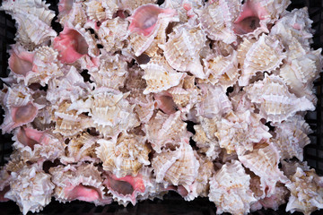 Seashells for sale at market.