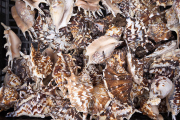 Seashells at market.