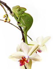 chameleon - Chamaeleo calyptratus