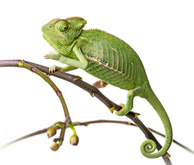 green chameleon - Chamaeleo calyptratus on a branch