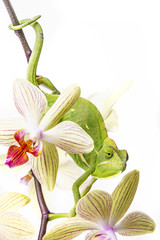 chameleon on an orchid