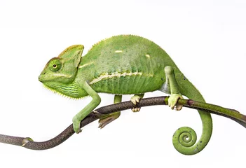 Door stickers Chameleon green chameleon - Chamaeleo calyptratus