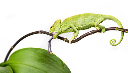 green chameleon - Chamaeleo calyptratus hunting cricket © Vera Kuttelvaserova