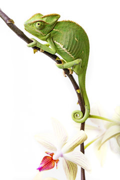 chameleon - Chamaeleo calyptratus and orchid