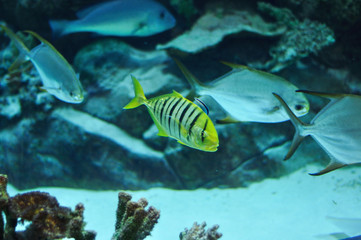 Fototapeta na wymiar Yellow and black striped fish in salwater aquarium