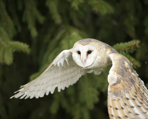 Barn Owl in Flight