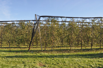 Kiwi plants