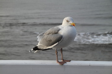 Möwe