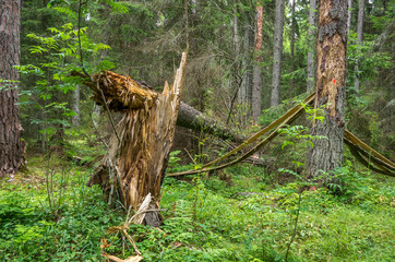 Broken twisted tree after hurricane
