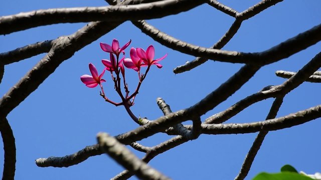 Pink Plumeria is waving on the branch from the tropical wind