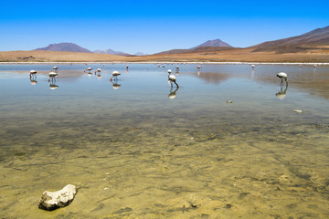 Flamingos on lake in Andes, Bolivia.