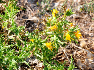view of flowering yellow thistle