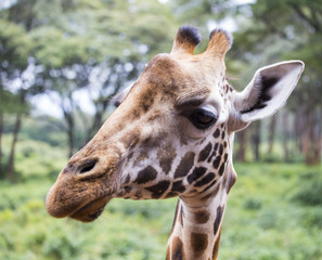 Giraffe portrait