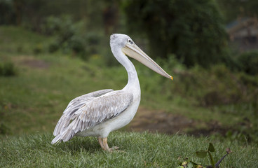 White Pelican on the meadow