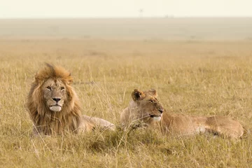 Fotobehang African lion couple in savanna © Ana Gram