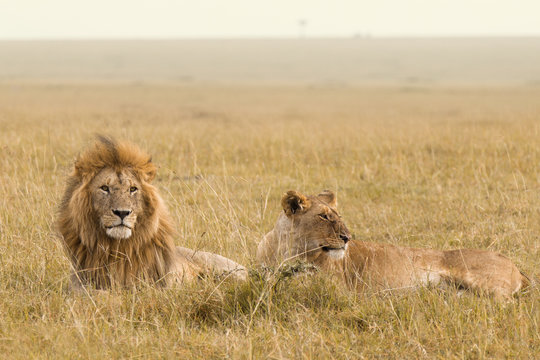 Fototapeta African lion couple in savanna