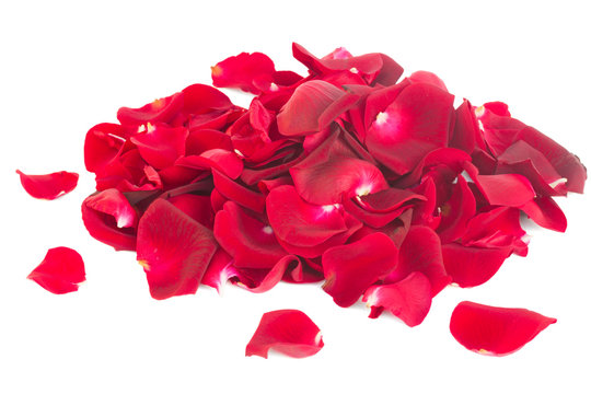 pile of  rose petals