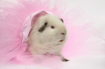 Ballett-Schweinchen