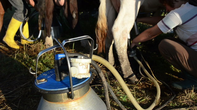 special milking equipment pump cow milk can and farmers work