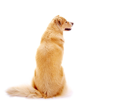 Hund &ndash; R&uuml;ckenansicht