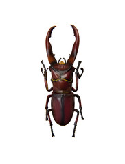 Beetle