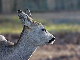 Reh (Capreolus capreolus)