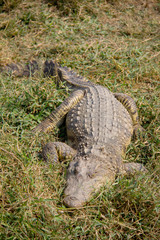 Fototapeta premium crocodile laying on the grass