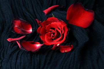 Welke Roseenblüte