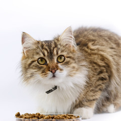Cat - (Maine Coon) eats