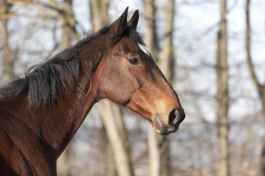Cheval de profil