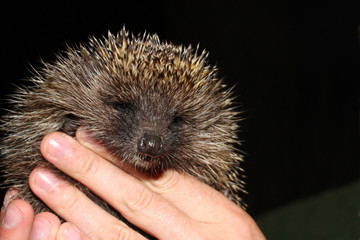 the young tame hedgehog is in hand